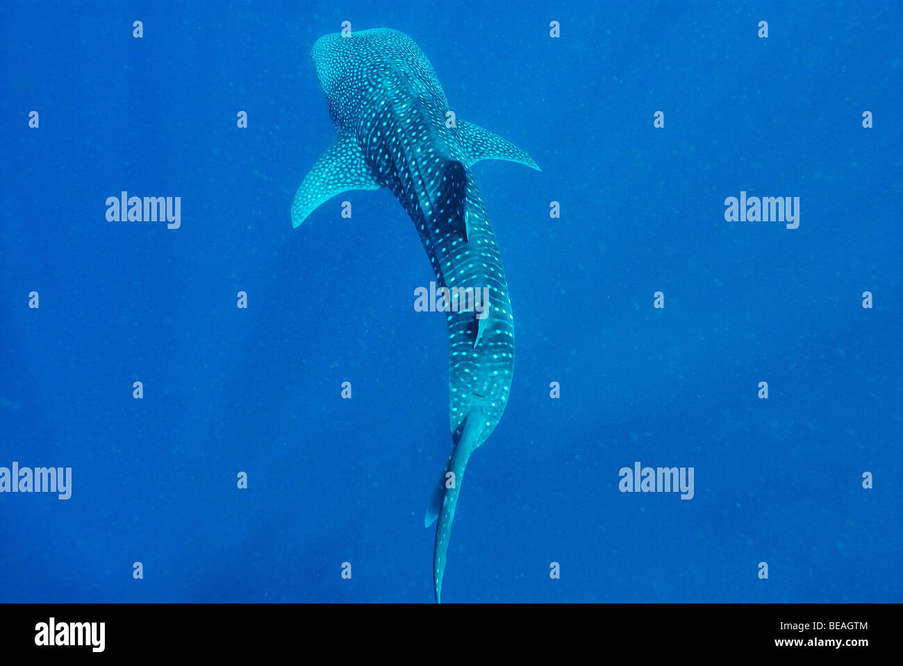 Whale shark swimming, Bay of Tadjoura, Gulf of Aden Stock Photo