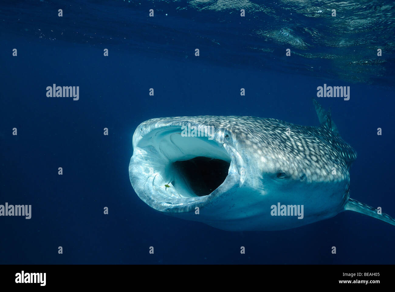 Whale shark swimming and feeding, Bay of Tadjoura, Gulf of Aden Stock Photo