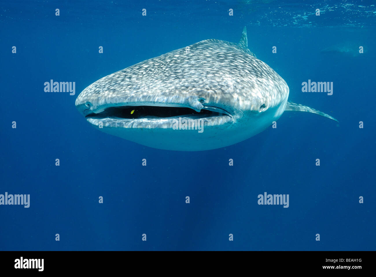 Whale shark swimming in the Bay of Tadjoura, Gulf of Aden Stock Photo