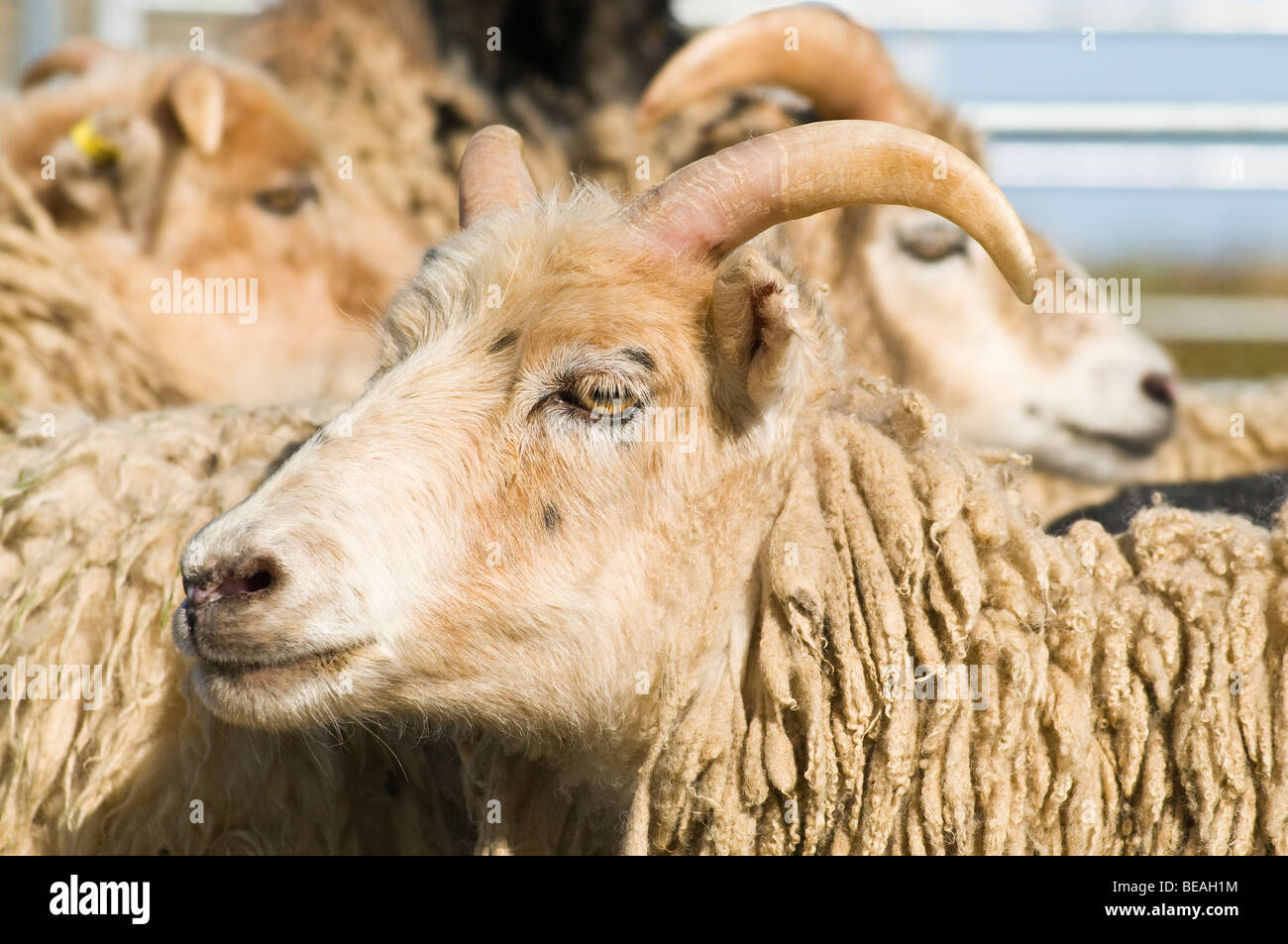 dh NORTH RONALDSAY ORKNEY Close up sheep face North Ronaldsay Orkney horned Stock Photo