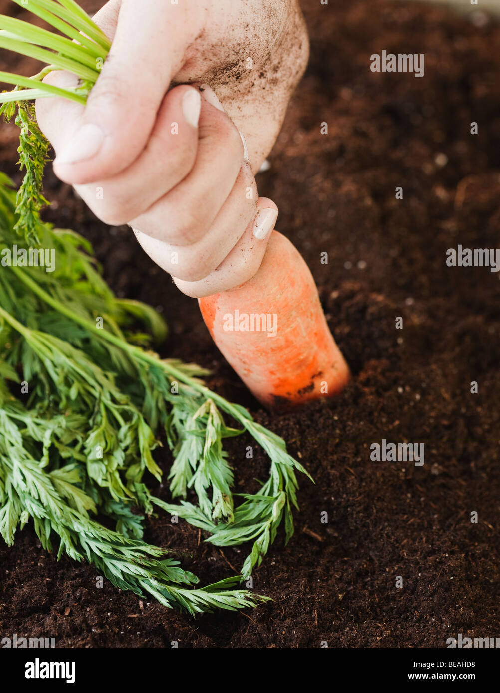 Woman pulling carrot from soil Stock Photo