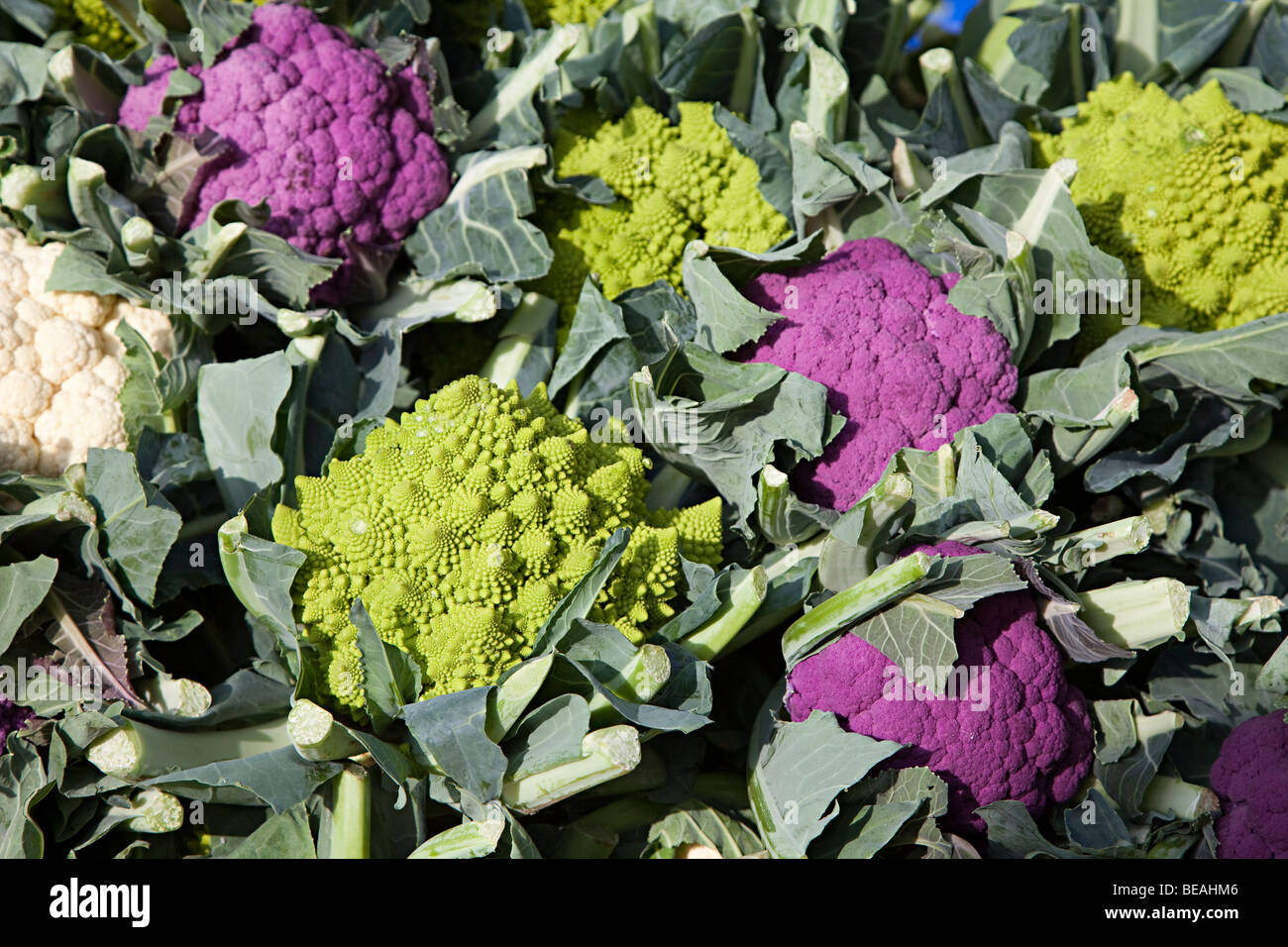 Romanesco broccoli (green) and purple cauliflower Stock Photo