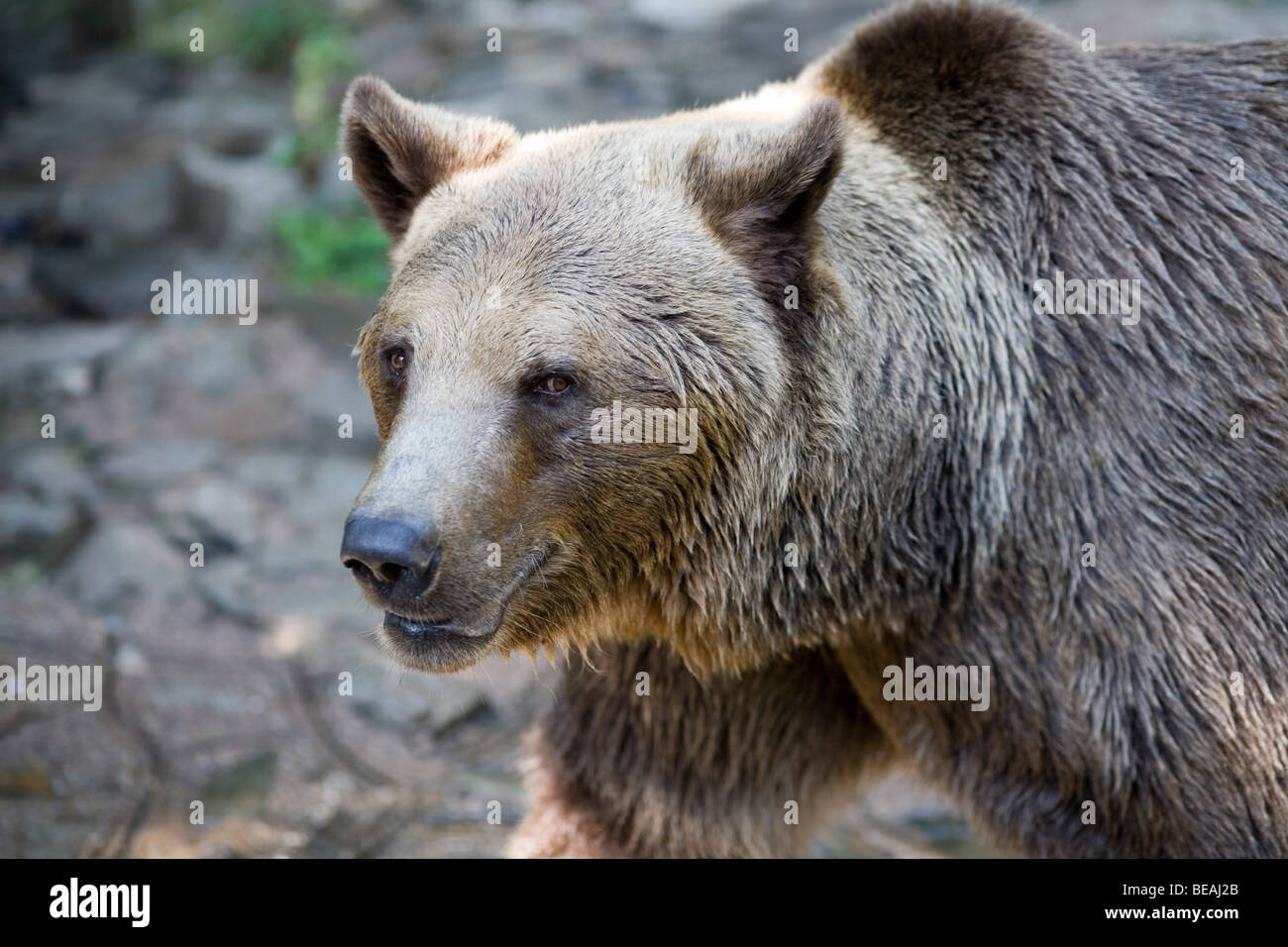 Brown bear. Stock Photo