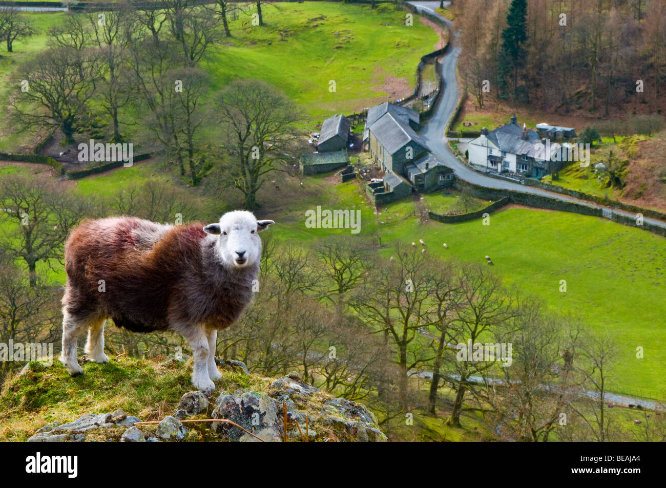 Herdwick Sheep on the Fell side of  Loughrigg Fell looking into the Langdale Valley Stock Photo