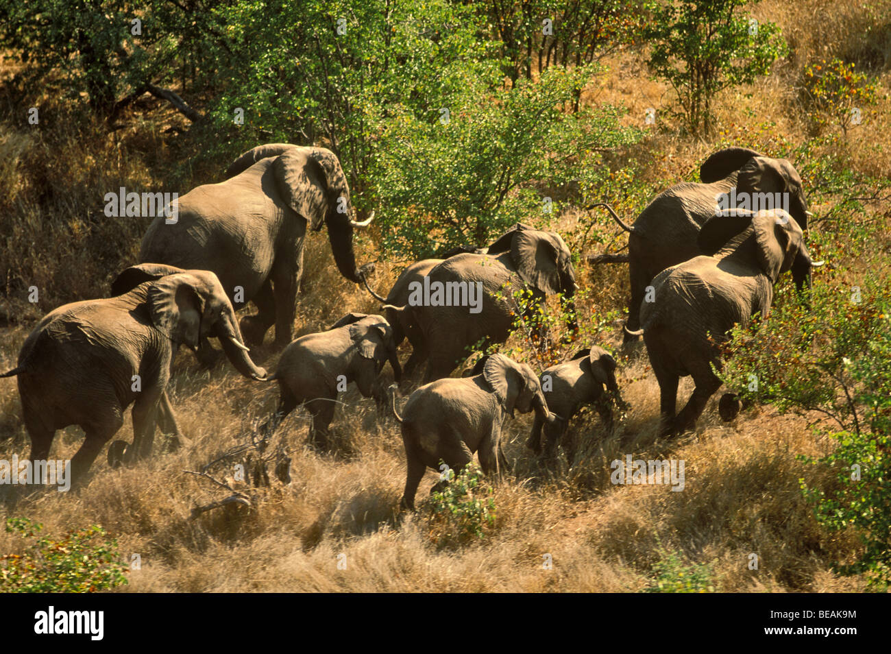 Elephants capture at Kruger National Park, South Africa Stock Photo