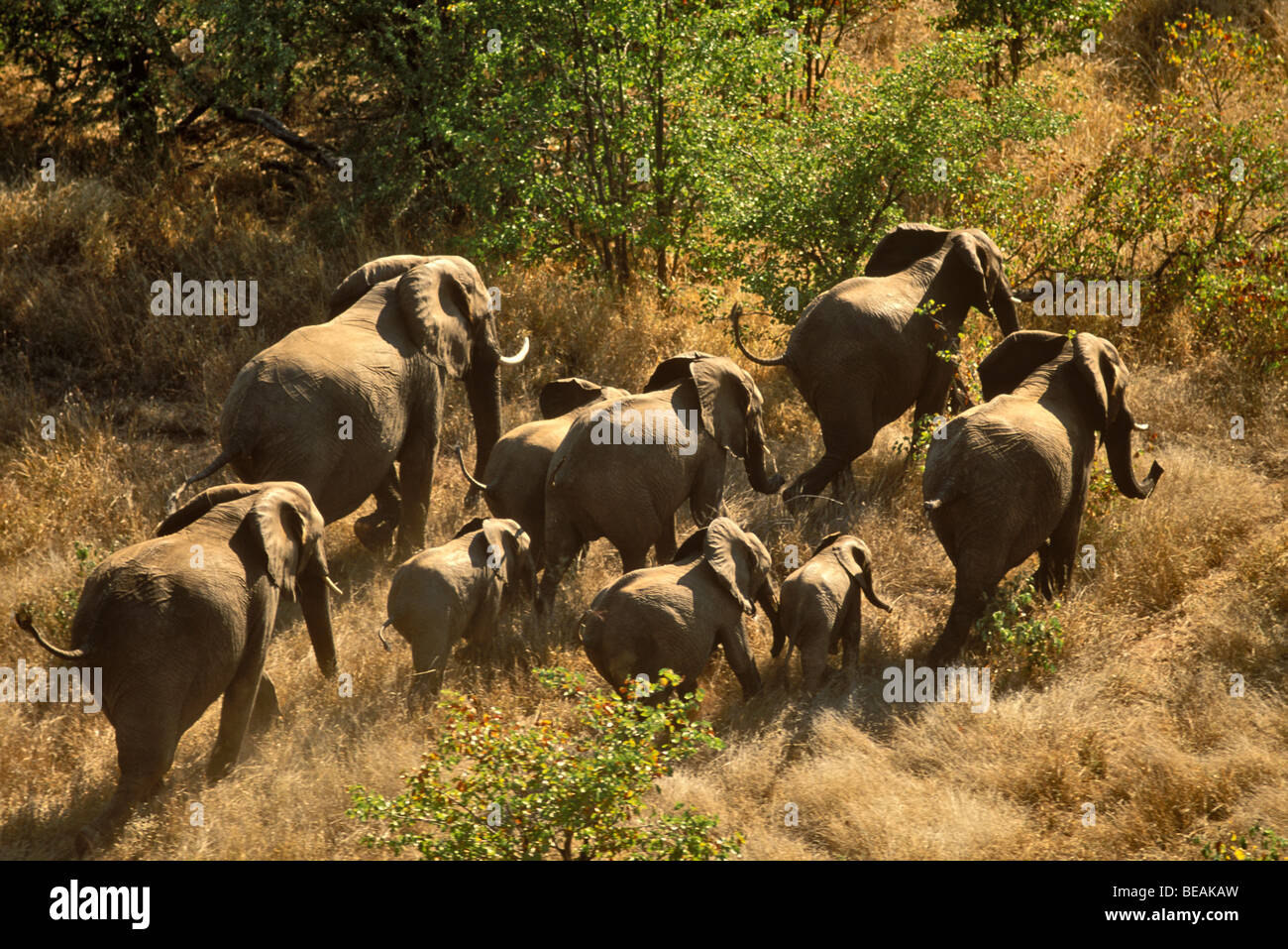 Elephants capture at Kruger National Park, South Africa Stock Photo