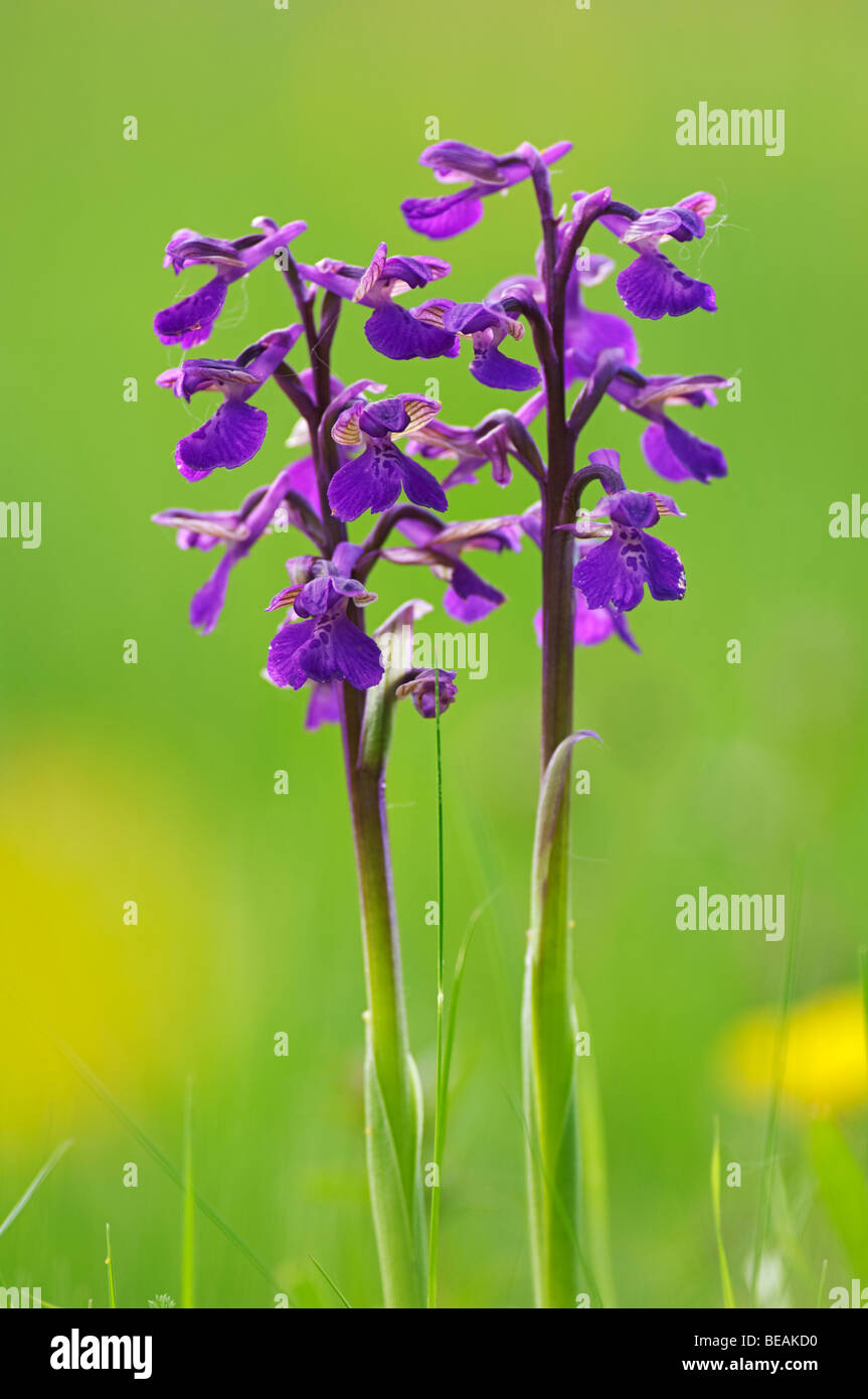 Green-winged Orchid, Orchis morio, Kent, England. Stock Photo