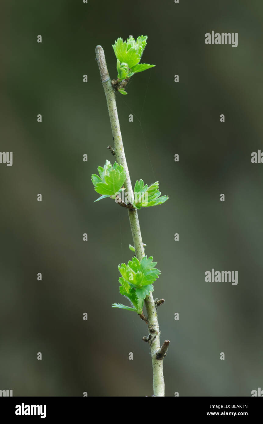 Common Ash, Fraxinus excelsior, leaves on sapling, Kent, England. Stock Photo