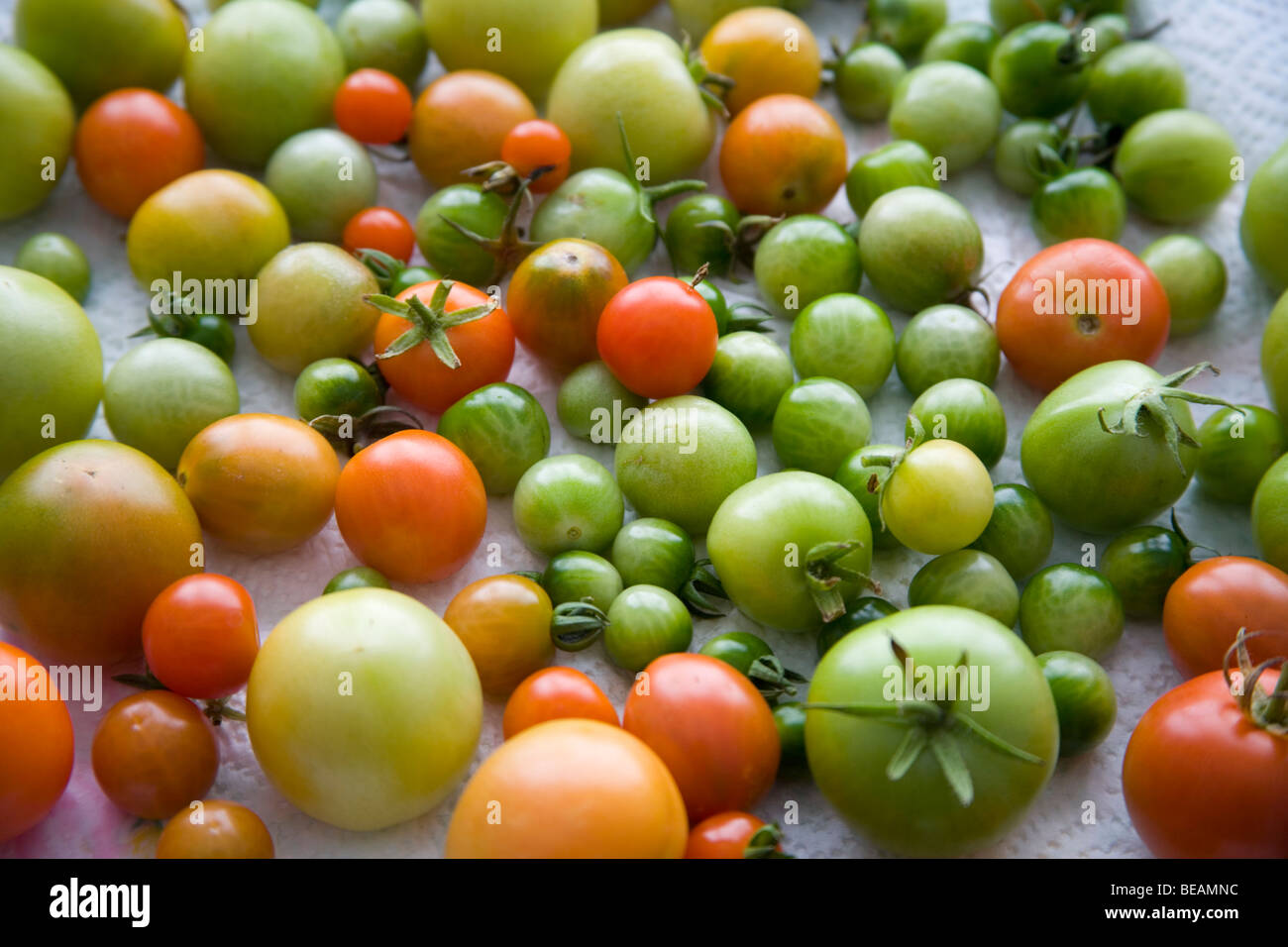 Unripe tomatoes Stock Photo