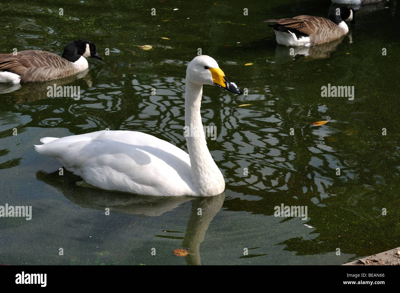 Whooper Swan, Regents Park Lake, London, UK Stock Photo