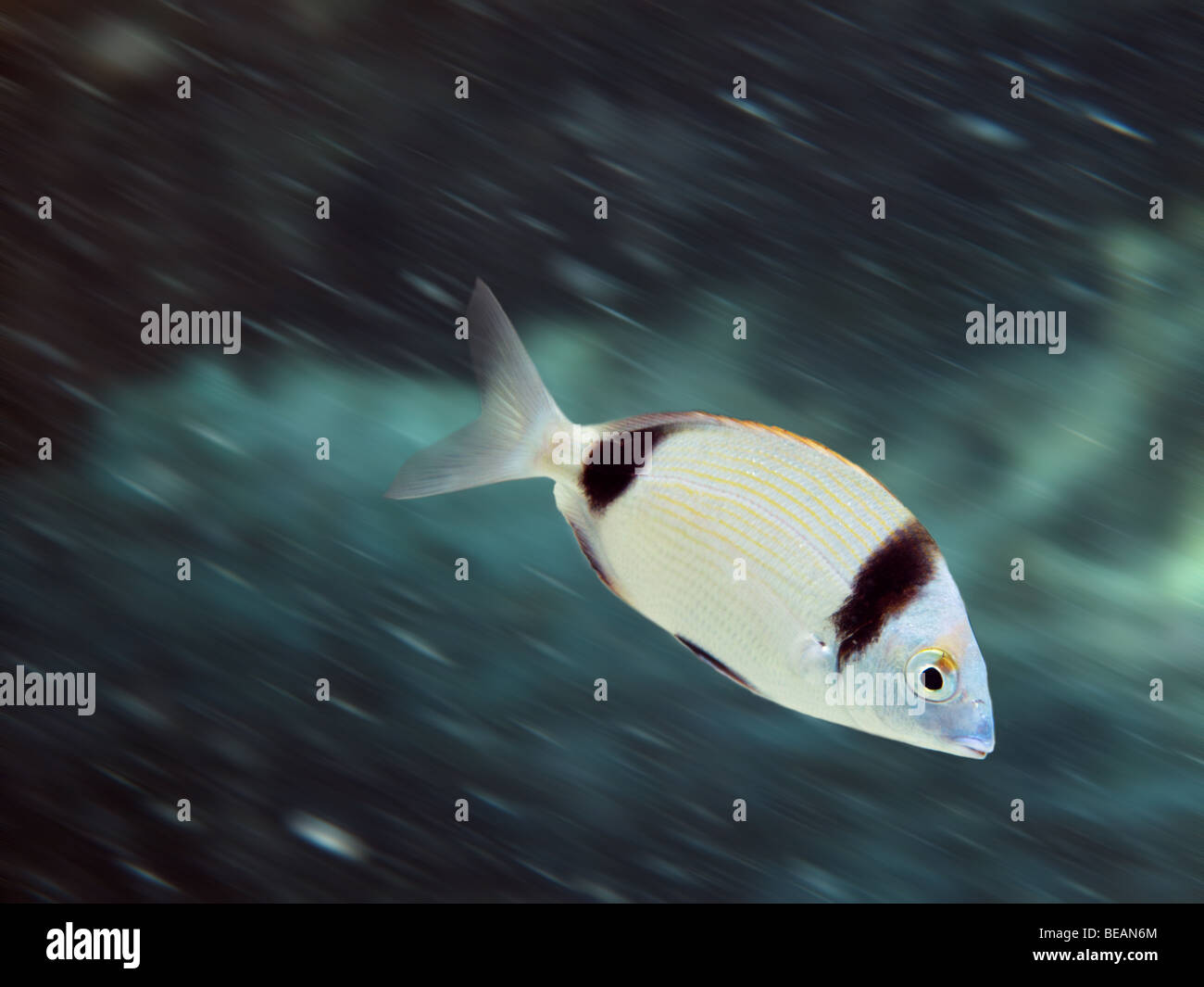 Common two-banded seabream fish Stock Photo
