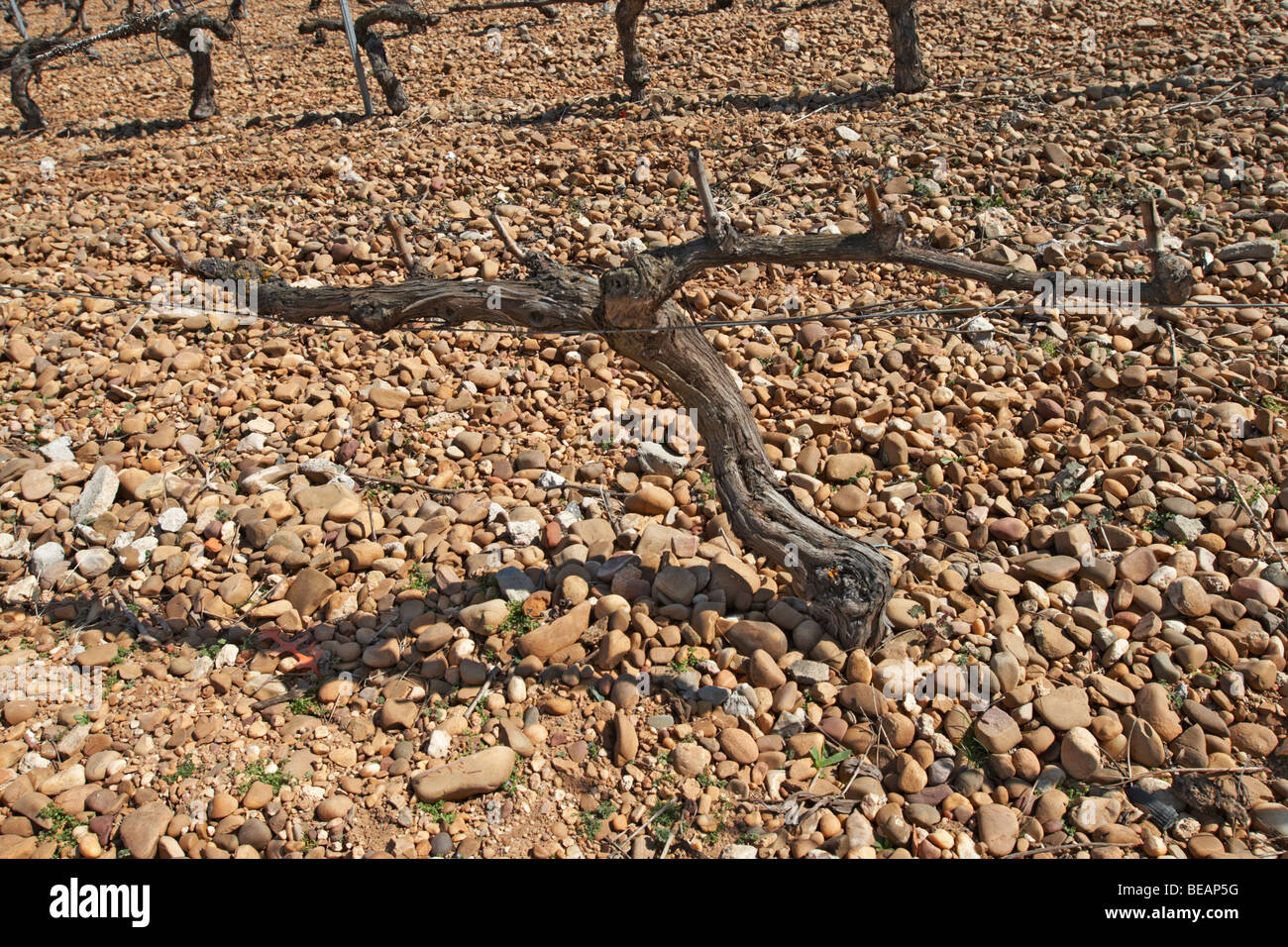 sauvignon vines outside fermentation and storage tanks bodegas