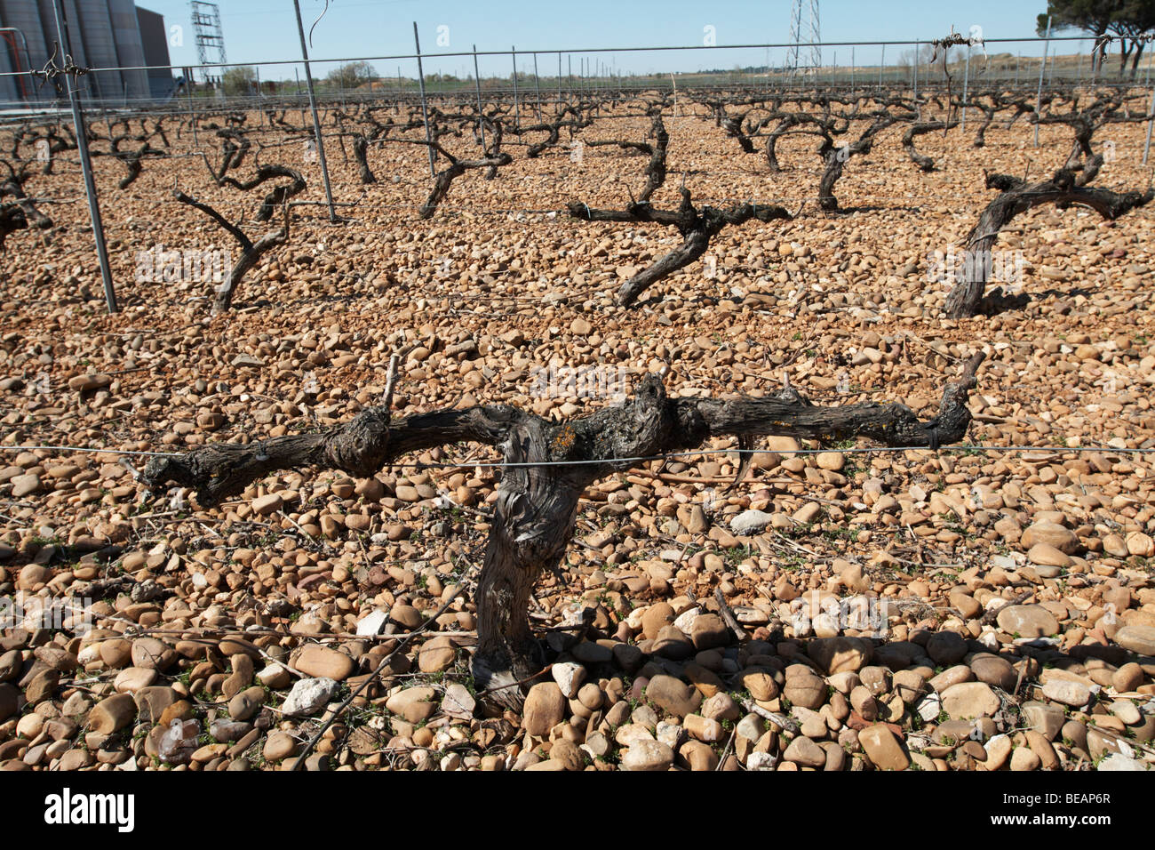 cabernet sauvignon vines outside fermentation and storage tanks bodegas frutos villar, cigales spain castile and leon Stock Photo