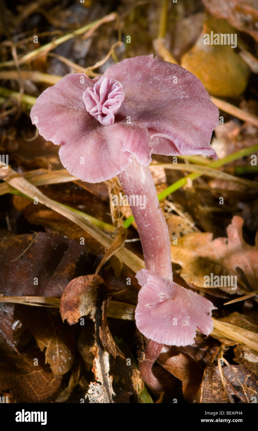 Amethyst Deceiver (Laccaria Amethystea) Stock Photo