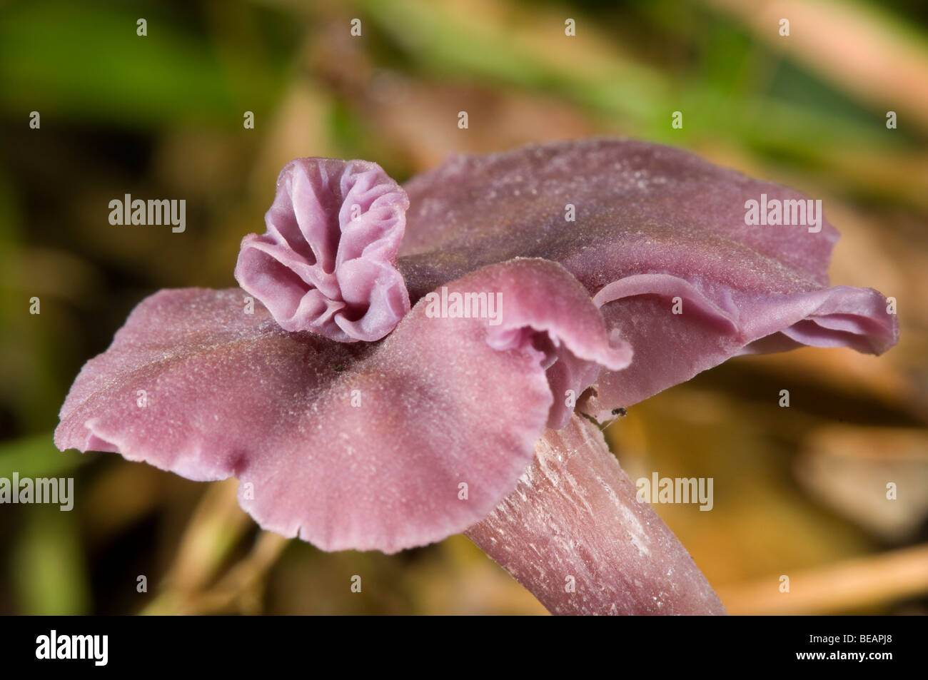 Amethyst Deceiver (Laccaria Amethystea) Stock Photo