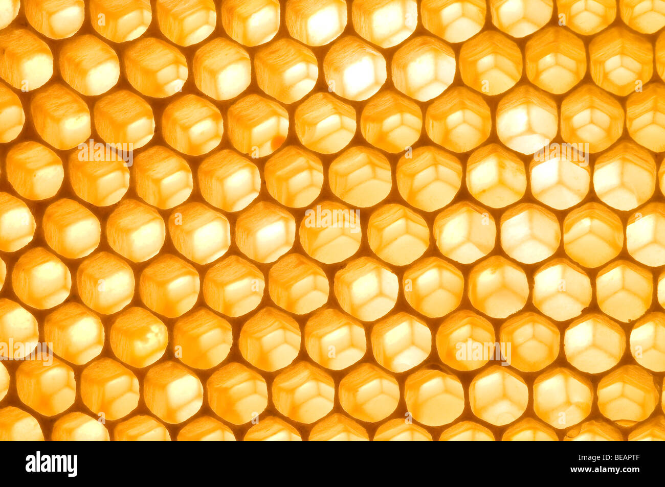 Backlit uncapped honey frames Stock Photo Alamy
