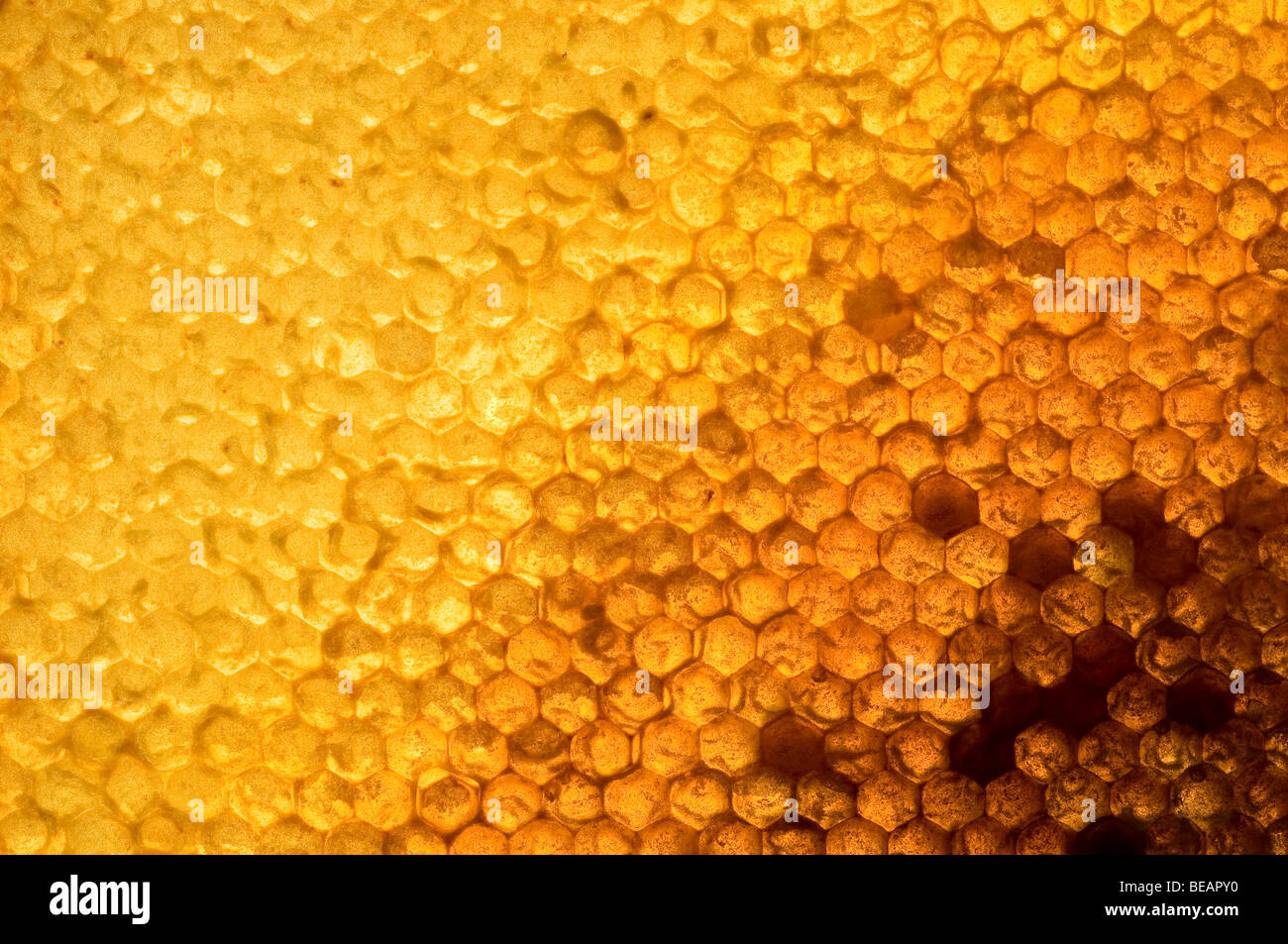 Backlit capped honey frames Stock Photo Alamy