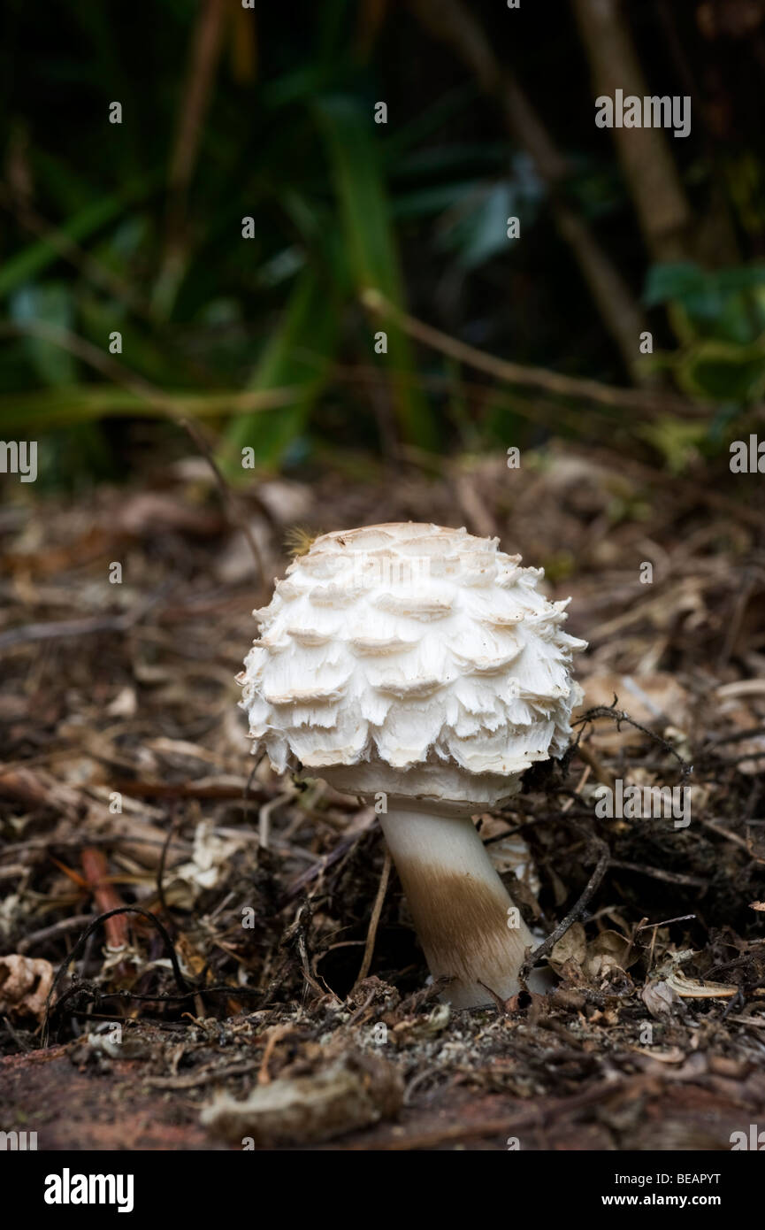 Shaggy (Ragged) Parasol fungus in a rural garden in Buckinghamshire UK Stock Photo