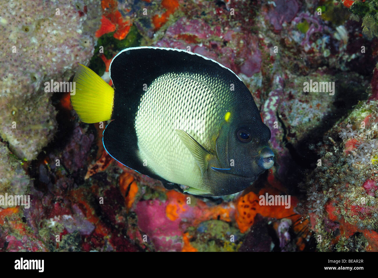 Yellow-ear angelfish fish, Gulf of Aden, Djibouti Stock Photo