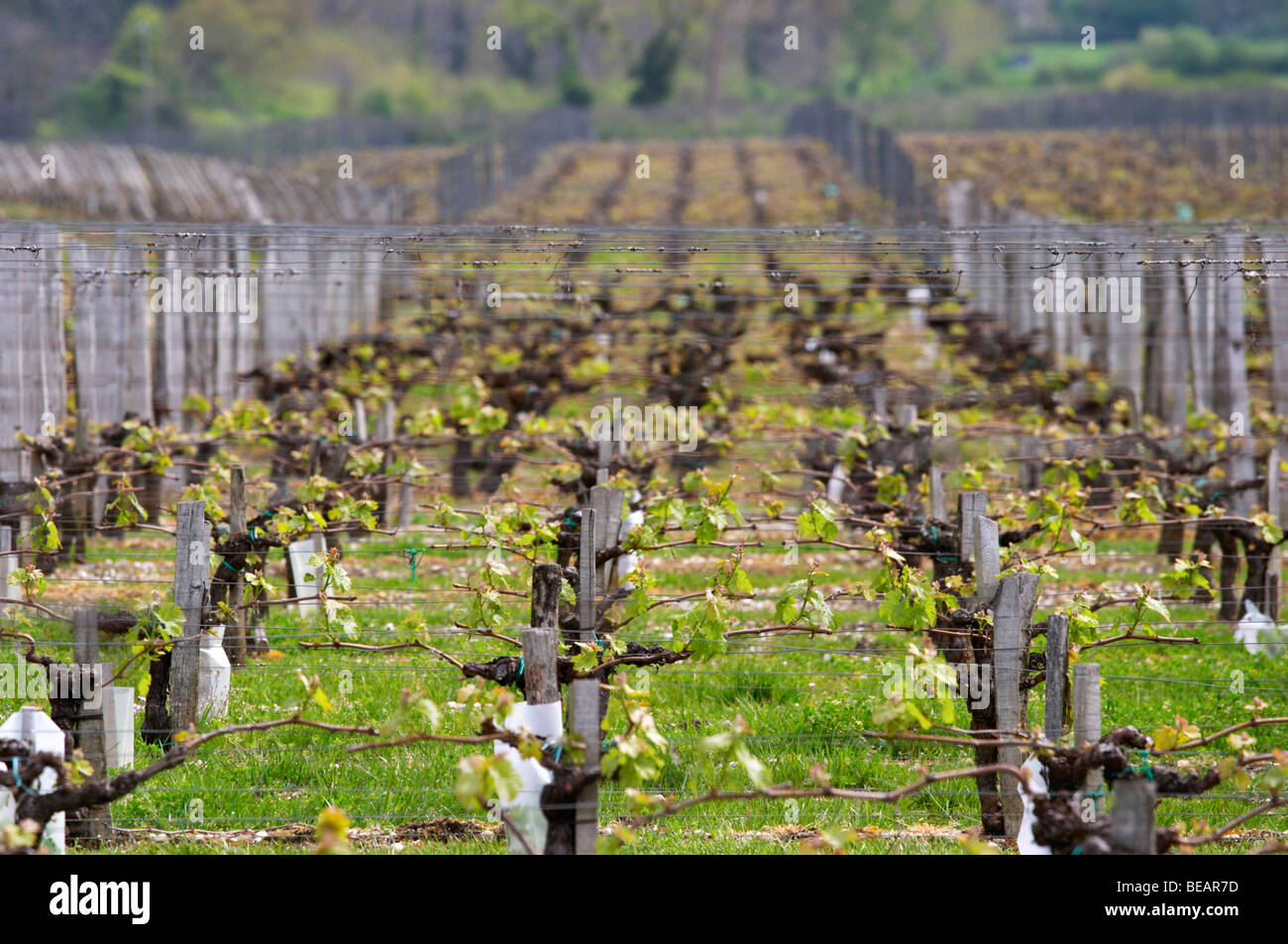 merlot vineyard chateau la garde pessac leognan graves bordeaux france Stock Photo