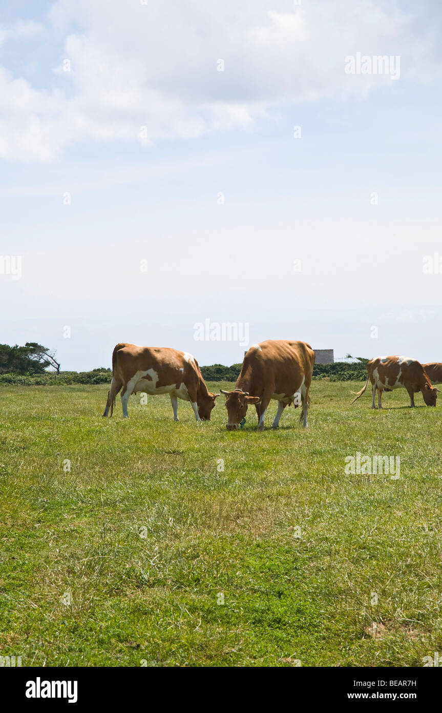 dh Guernsey cow ANIMAL GUERNSEY Guernsey cows grazing in field Sark Island dairy milking grass cattle uk Stock Photo