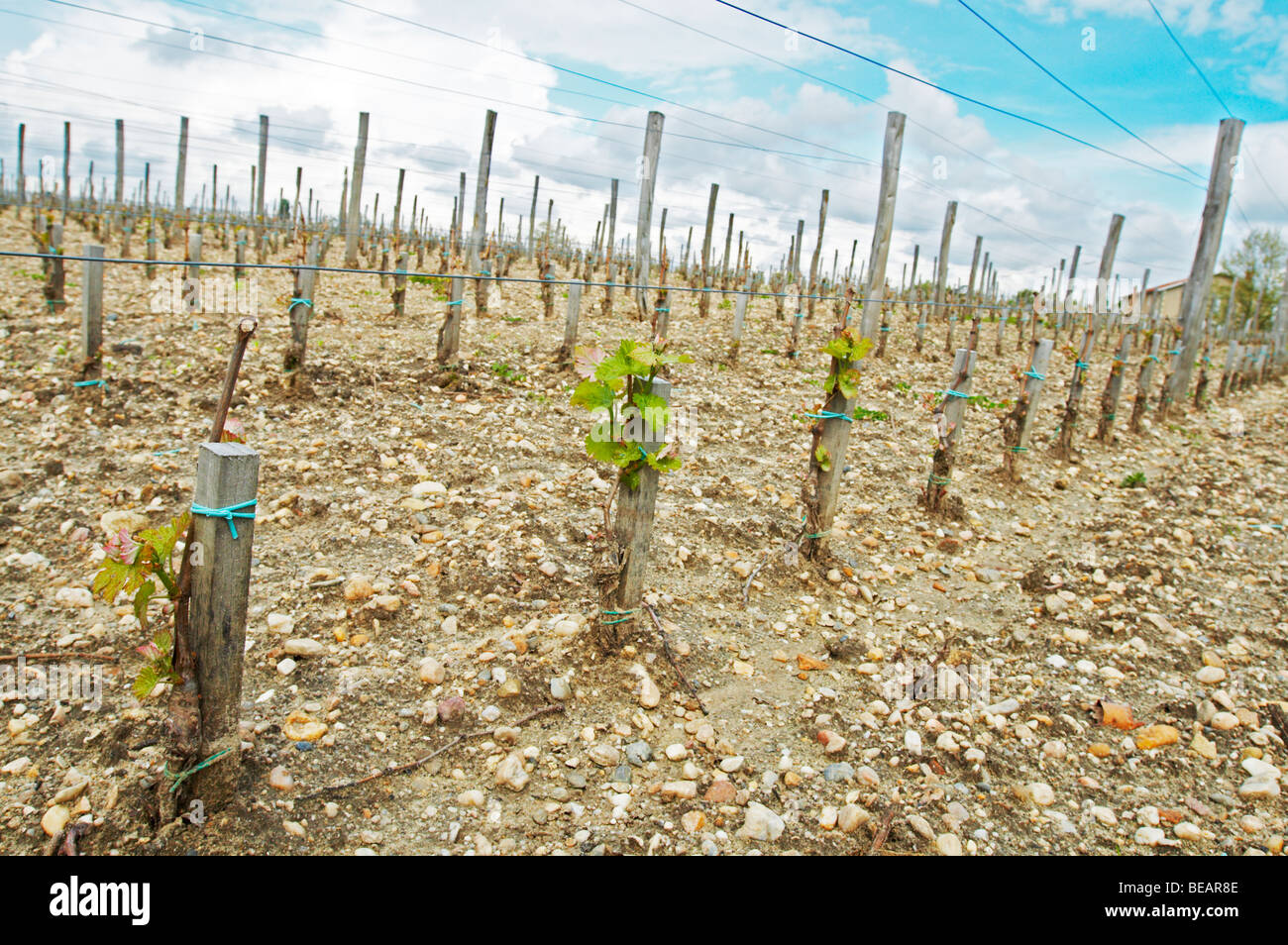 New densely planted vineyard 13,500 vines / ha sandy gravelly soil