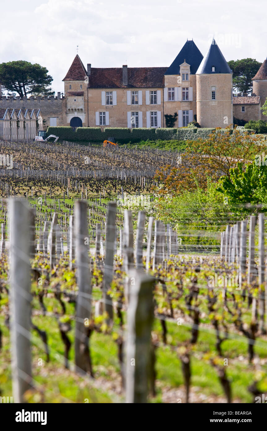 vineyard-chateau-d-yquem-sauternes-bordeaux-france-stock-photo-alamy