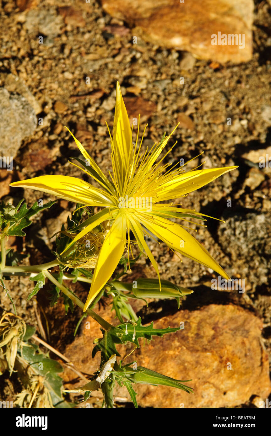 Blazing Star flower, (mentzelia laevicaulis) Sierra Range Yosemite National Park, California Stock Photo