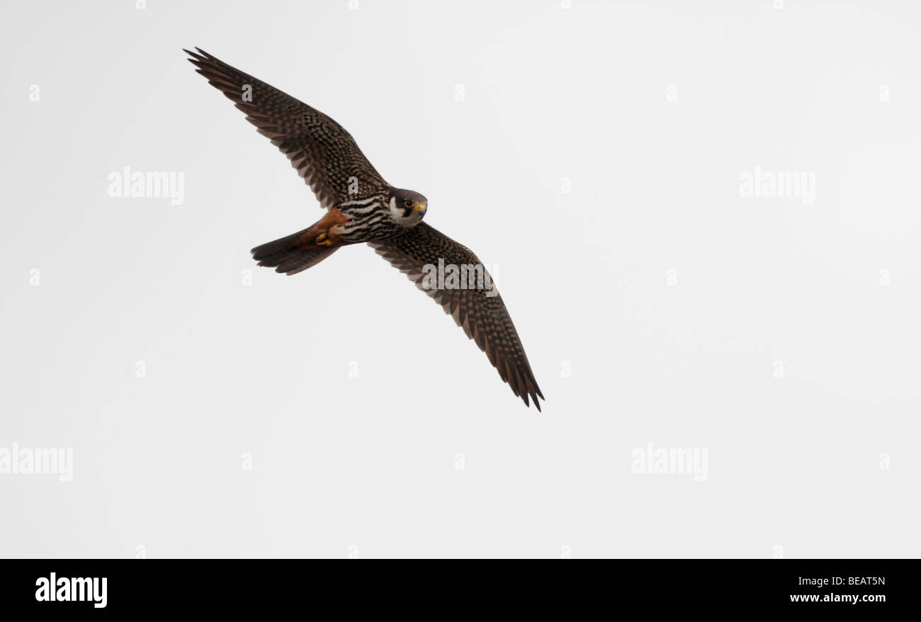 Hobby, Falco subbuteo, flight, Staffordshire, September 2009 Stock Photo