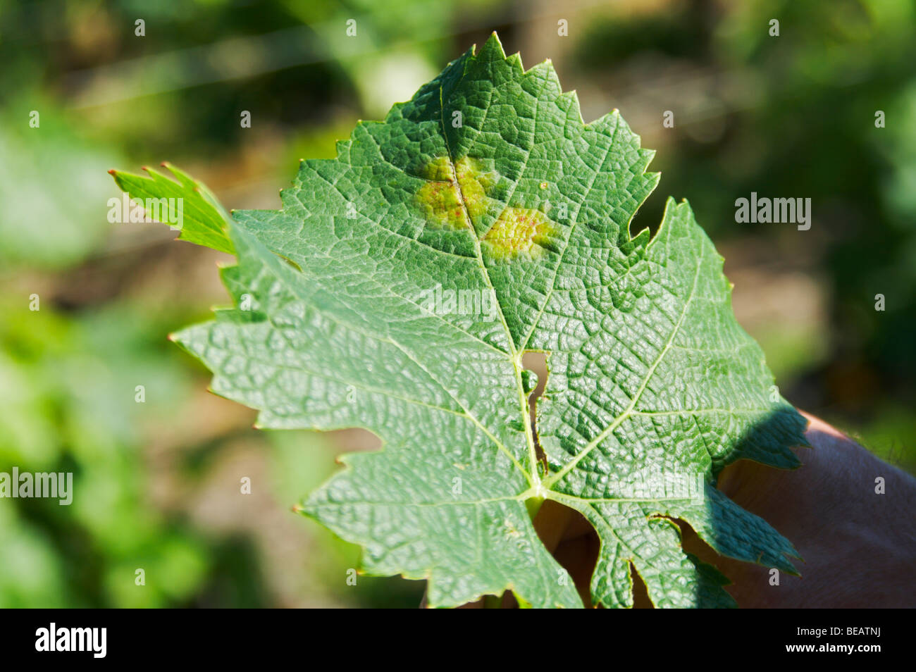 Vine leaf showing attack by downy mildew merlot chateau la tour bichot graves bordeaux france Stock Photo