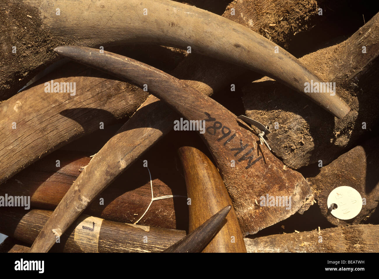 Confiscated Rhino Horns, Natal Parks Board H.Q., South Africa Stock Photo