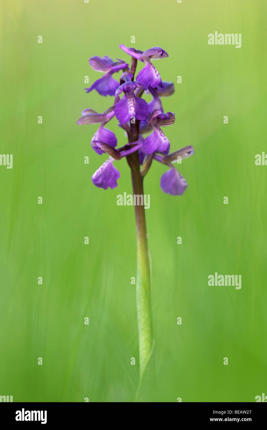 Green-winged Orchid, Orchis morio, Kent, England. Stock Photo