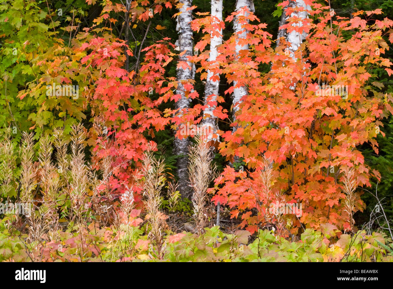 Fall colours in an Ontario forest Stock Photo Alamy