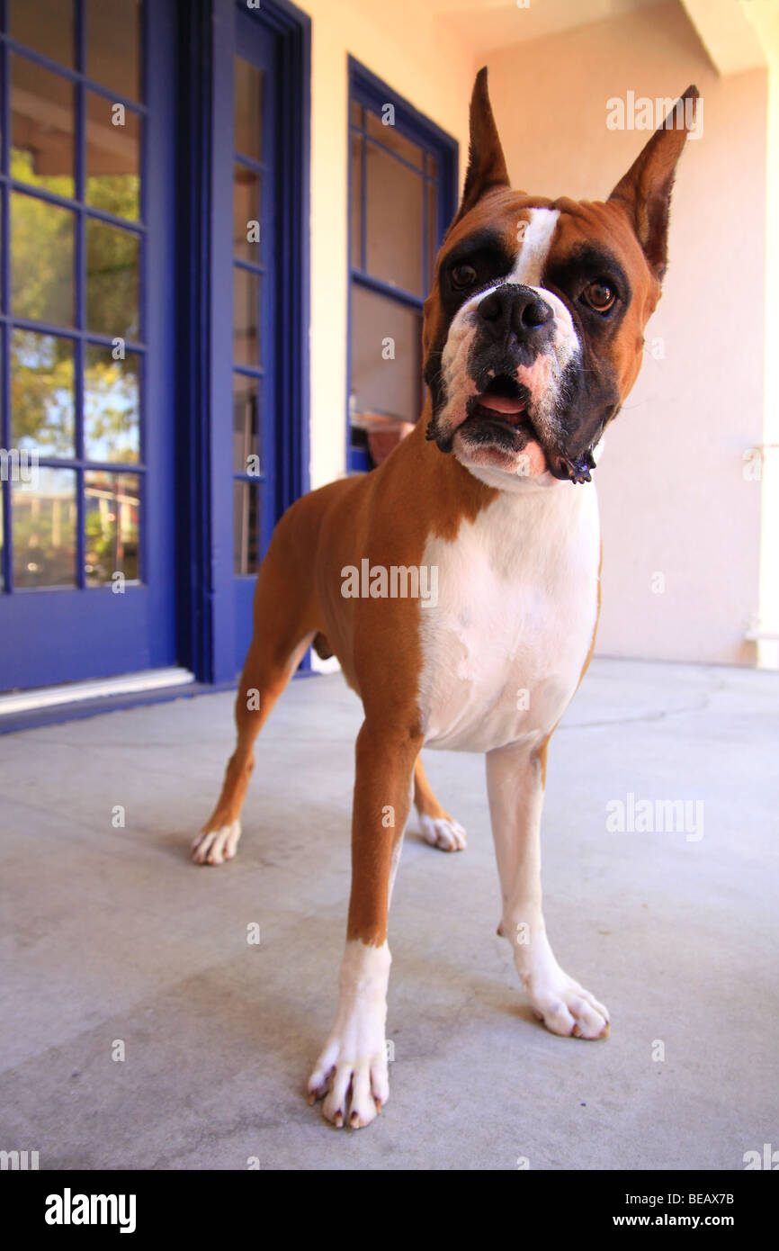 Boxer Dog Cropped Ears