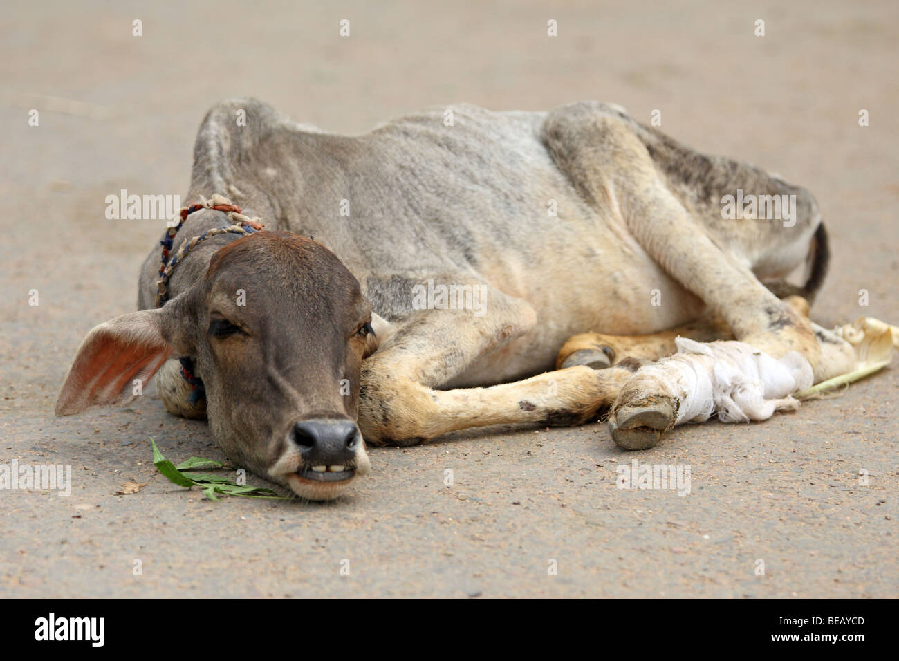 Wounded Cow injured indian cow rest on the street Stock Photo - Alamy