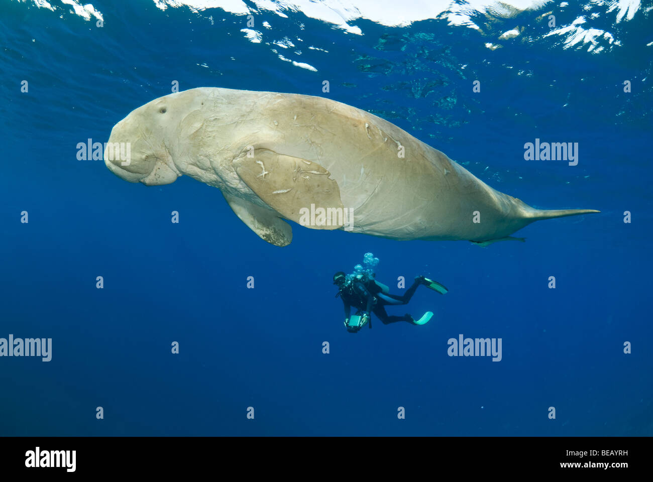 Dugong or sea cow, Dugong Dugon, Abu Dabbab, Marsa Alam, Egypt, Red Sea