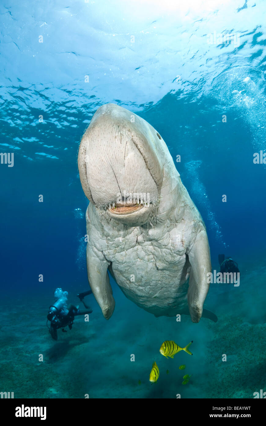 Dugong or sea cow, Dugong Dugon, Abu Dabbab, Marsa Alam, Egypt, Red Sea