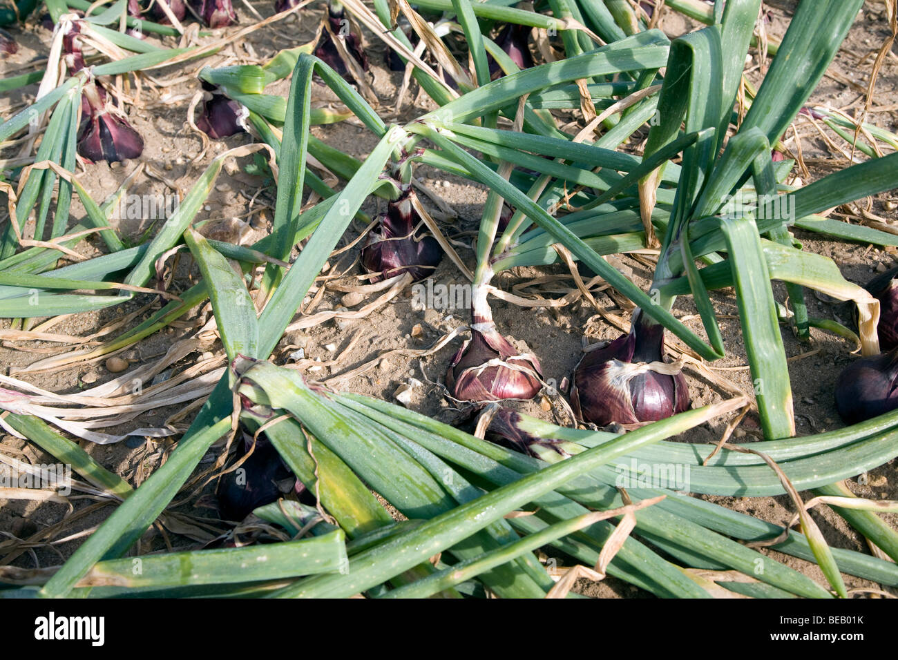 Red onions in soil hires stock photography and images Alamy
