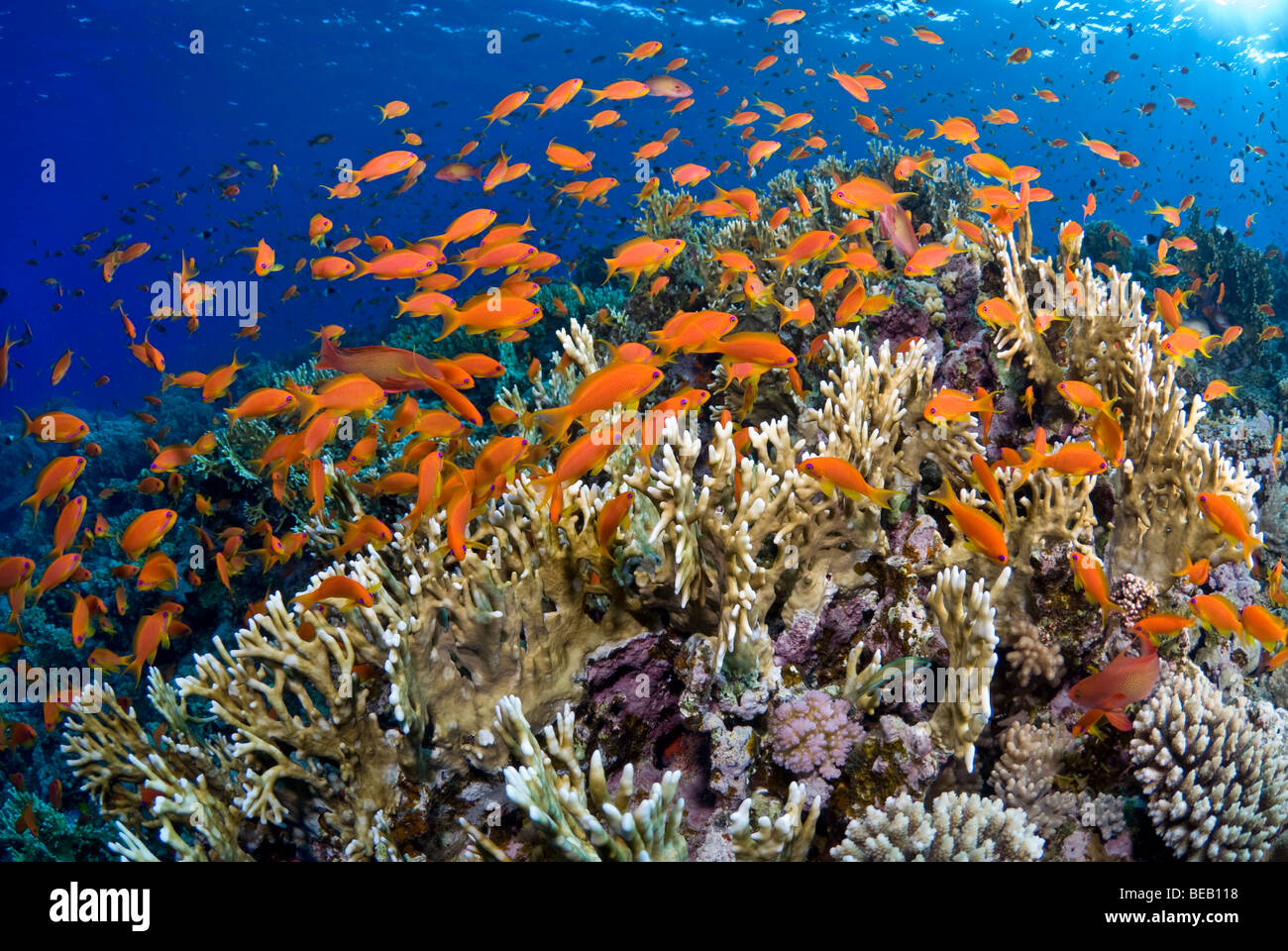 Sunrise on the fire coral reef with shoal of anthias. Stock Photo