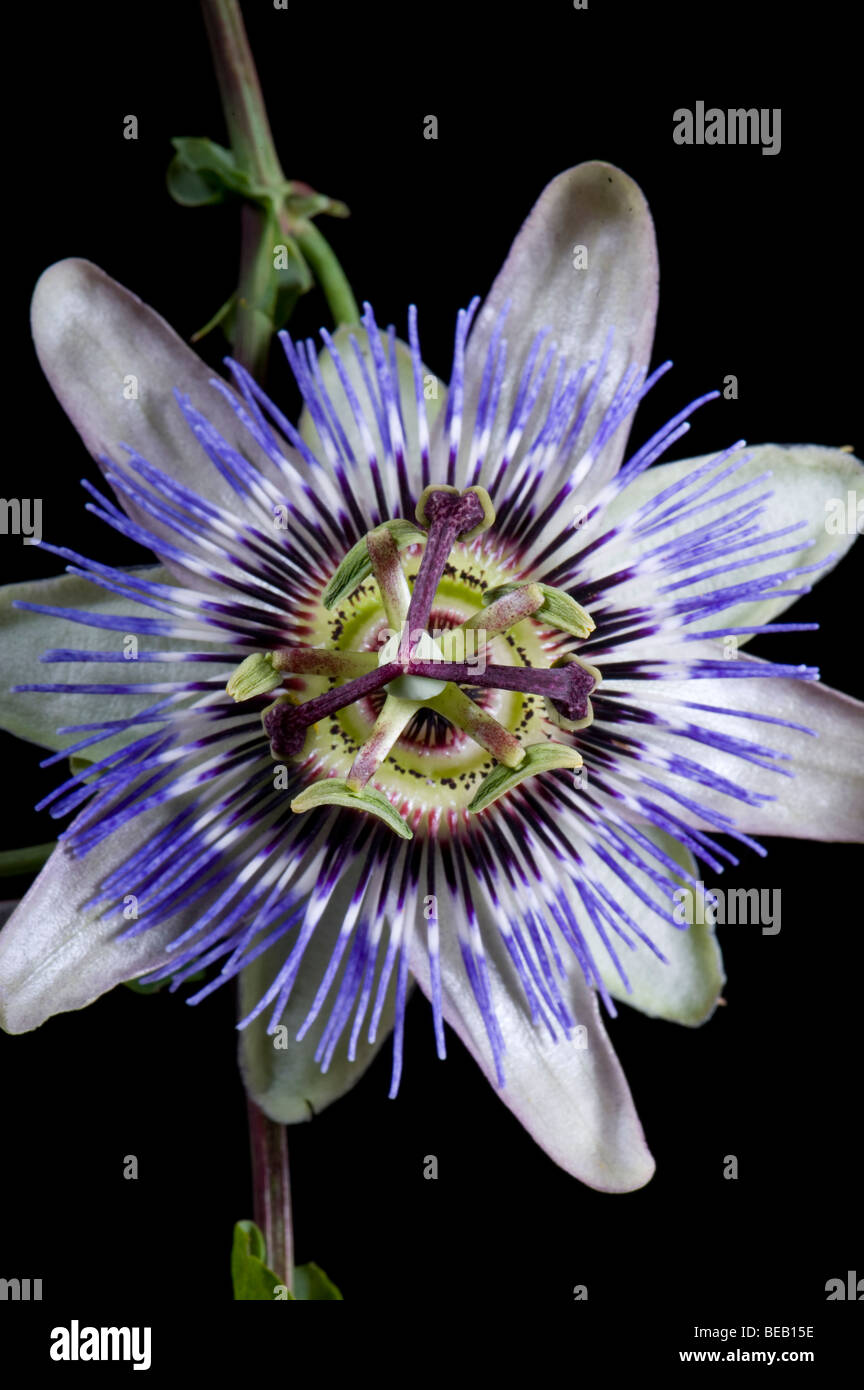 Passion Flower. 11/09/2009. Credit Garry Bowden Stock Photo