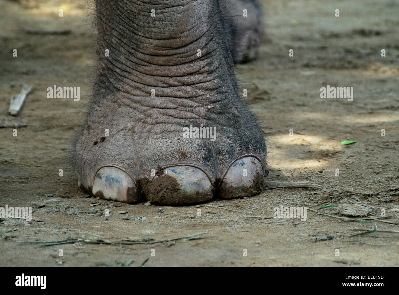 Foot of Borneo pygmy elephant Stock Photo