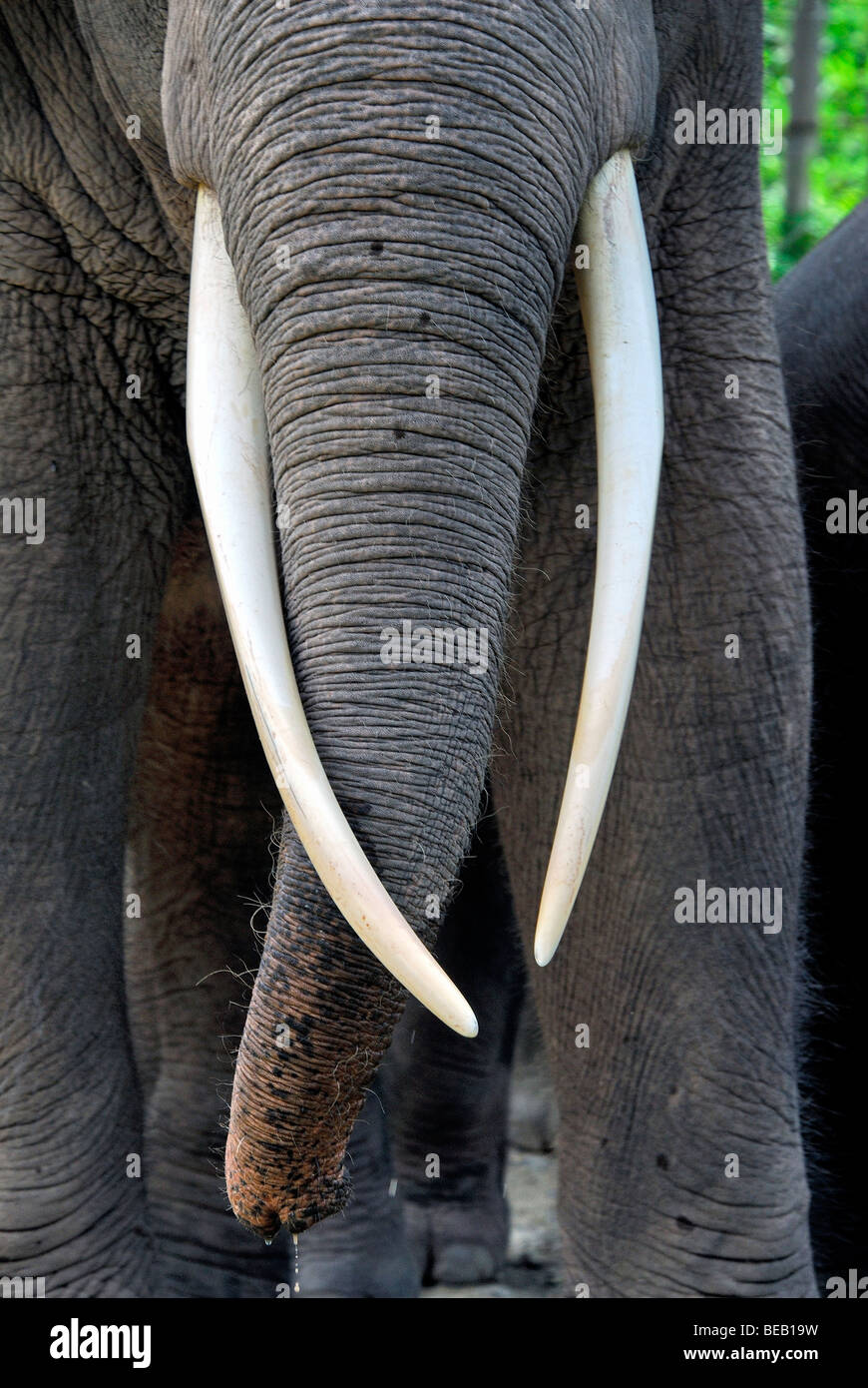 Borneo pygmy elephant bull Stock Photo Alamy