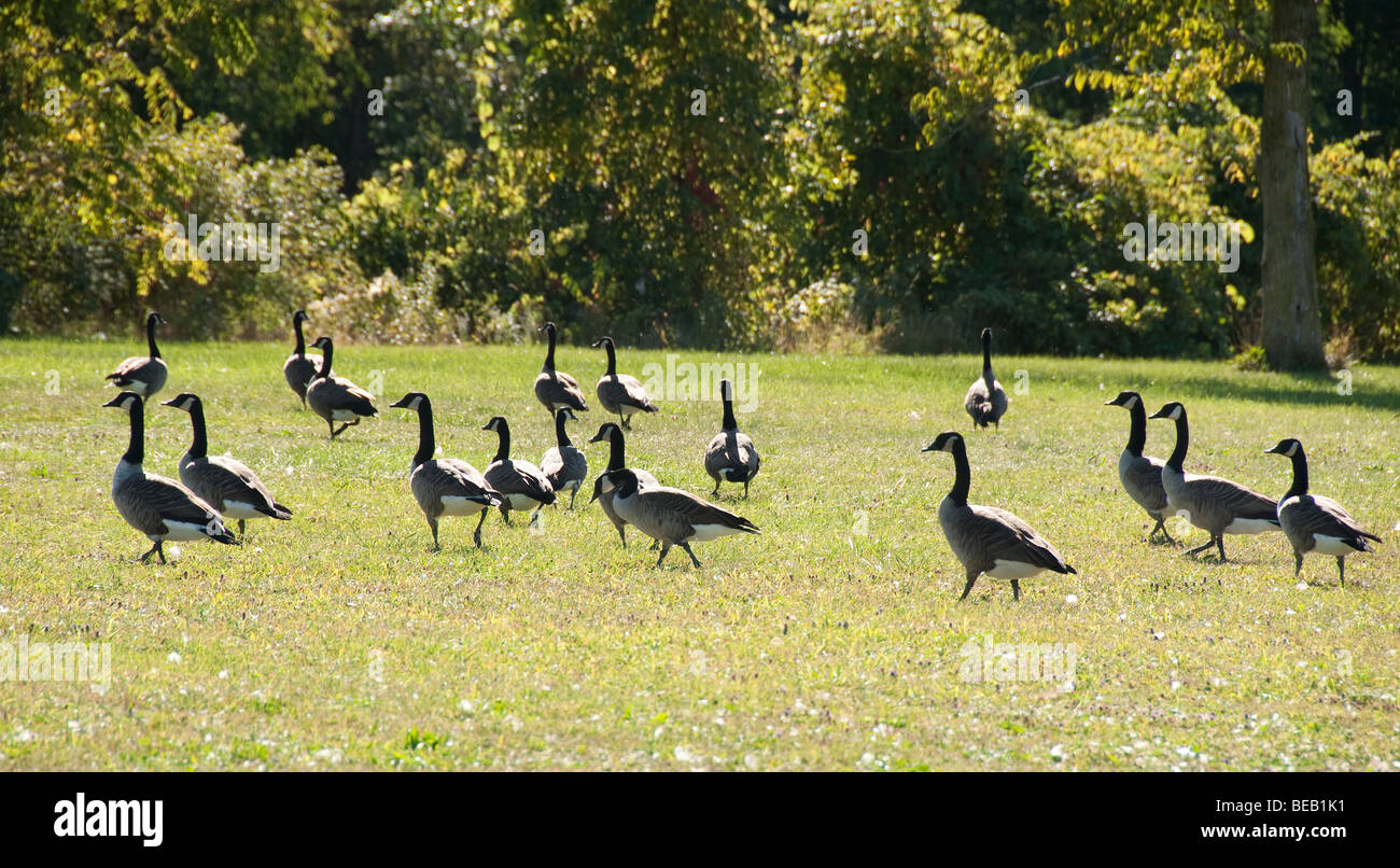 Geese on lawn hi-res stock photography and images - Alamy