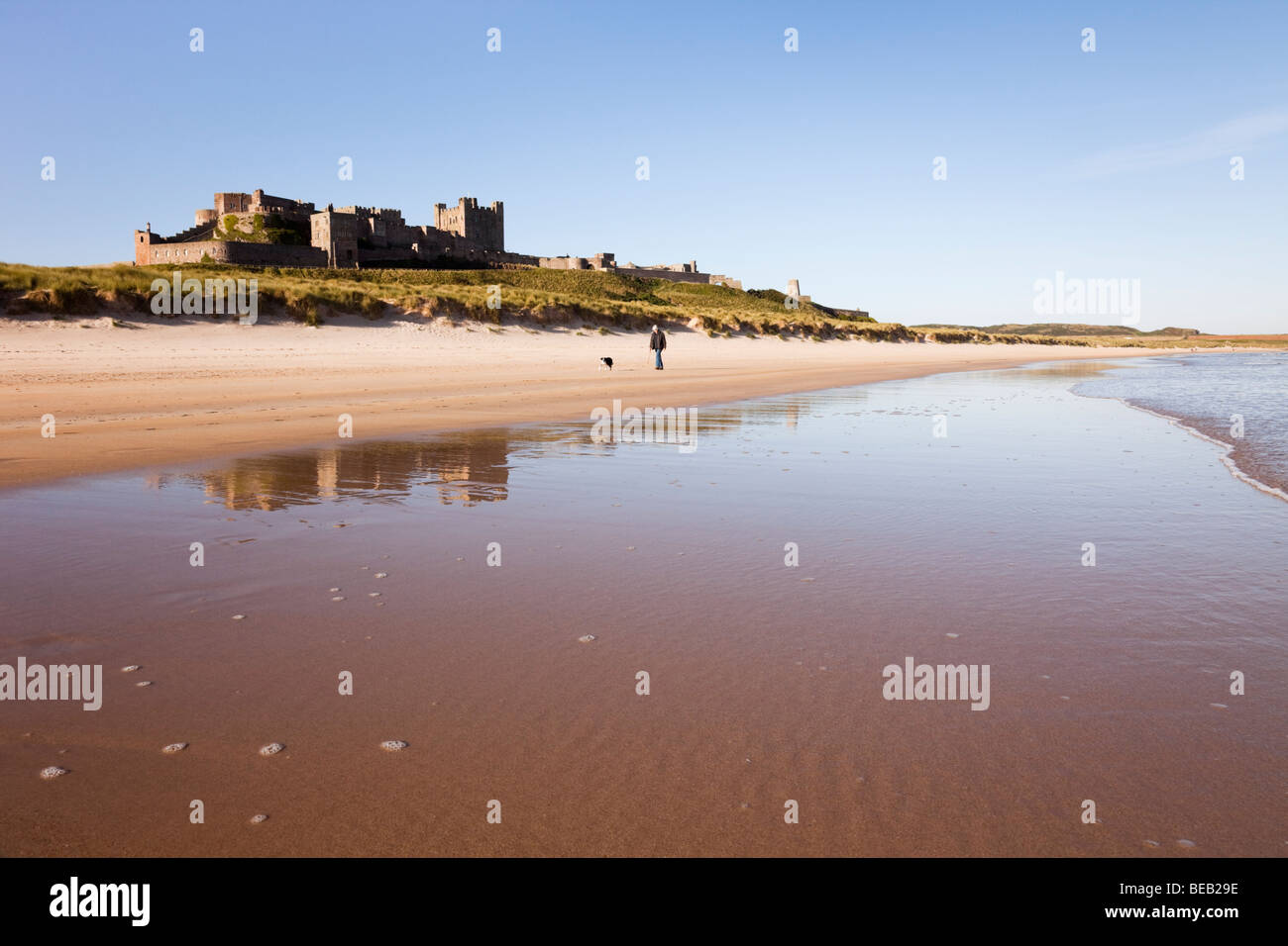 View along quiet sandy beach with Bamburgh Castle reflected in wet sand on foreshore with a person walking a dog. Bamburgh Northumberland England UK Stock Photo