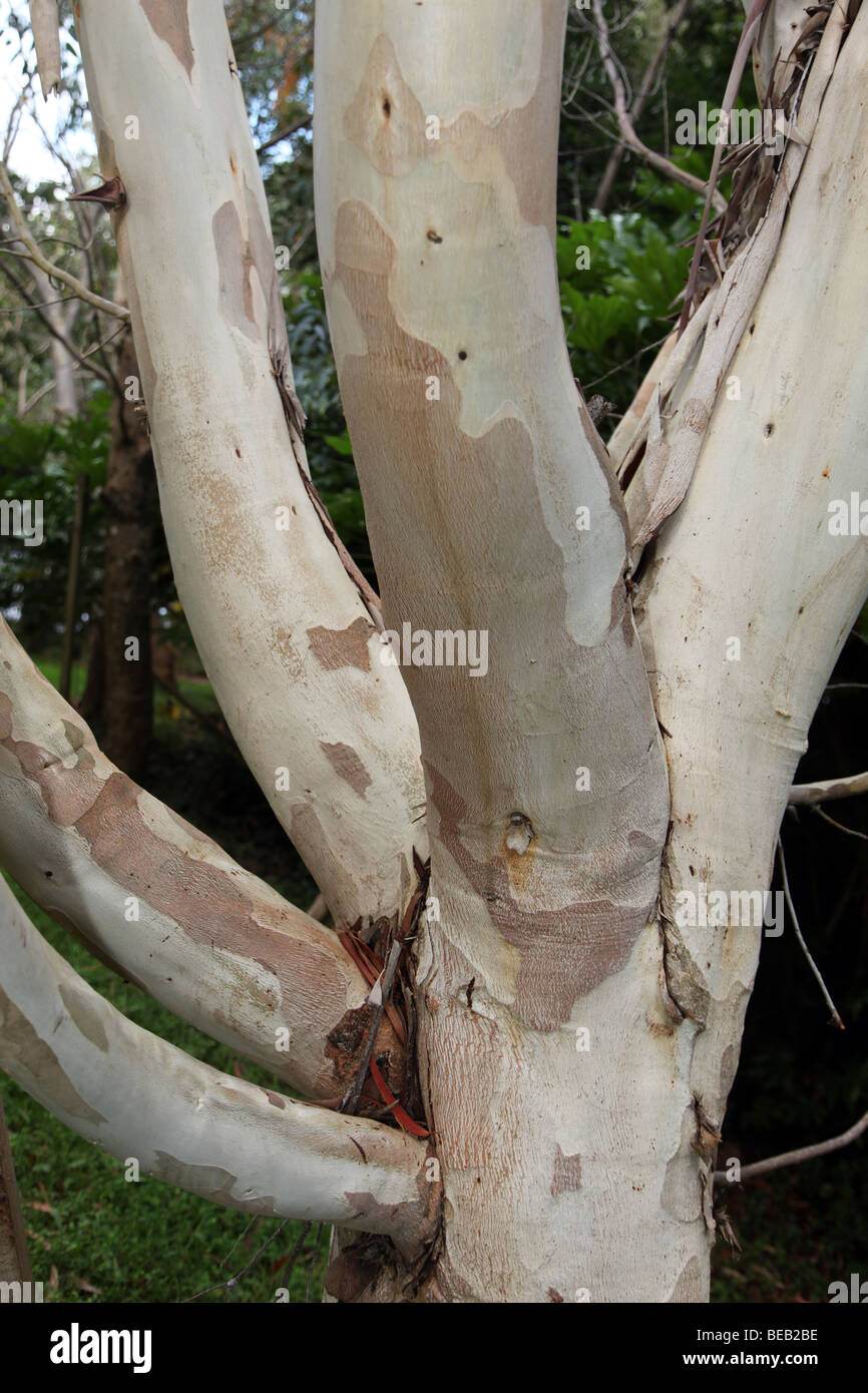 Eucalyptus coccifera, Tasmanian Snow Gum, Glengarriff Bamboo Park, Beara, Ireland Stock Photo