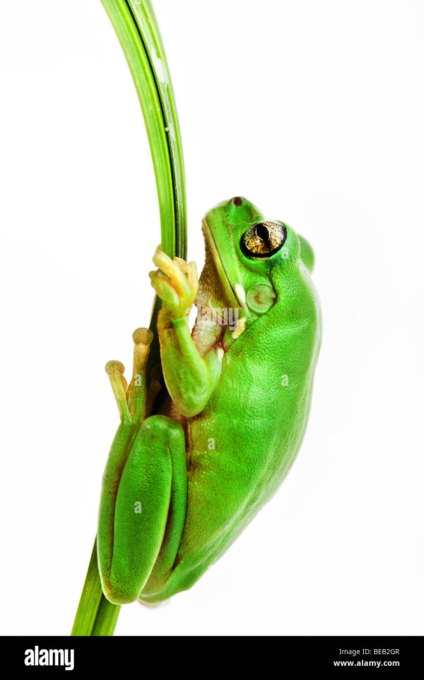 Small green tree frog holding on to grass blade Stock Photo