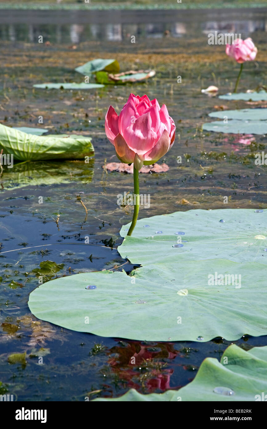 Pink lotus the national flower of india hires stock photography and