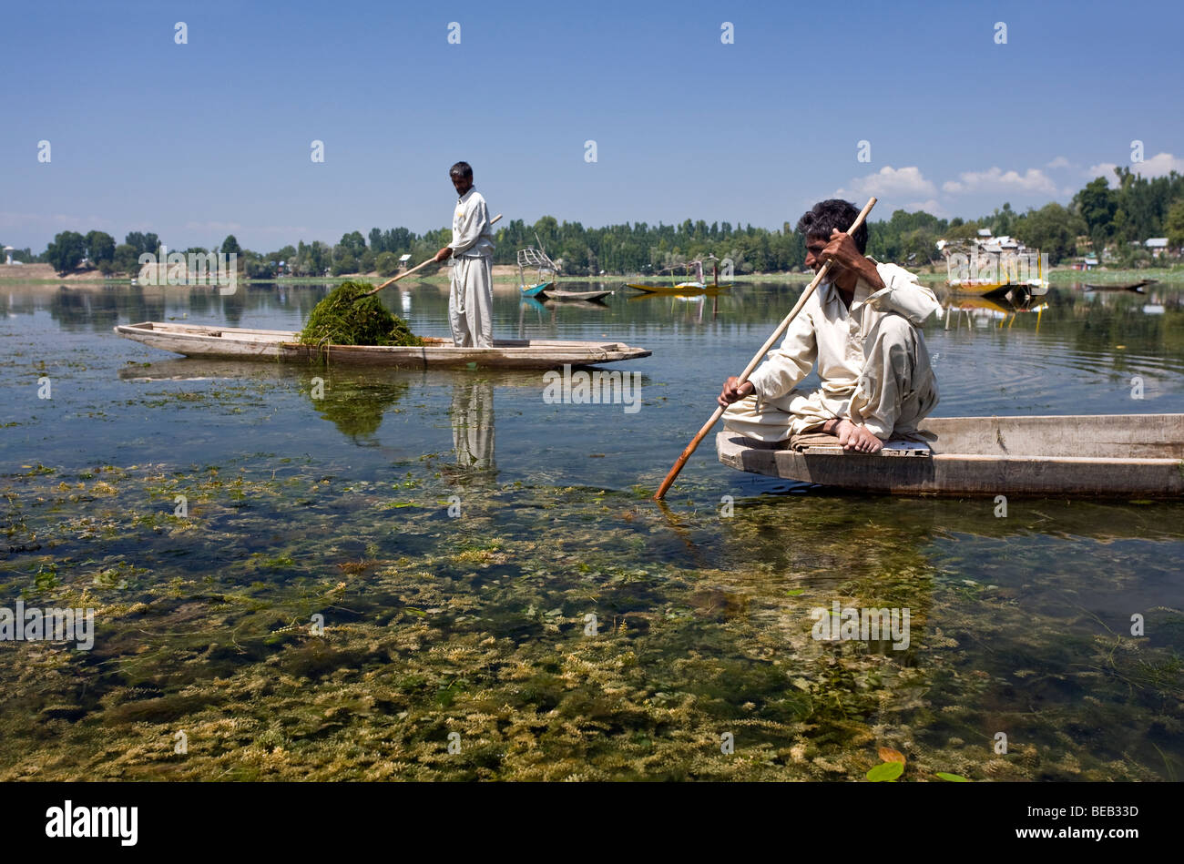 Kashmiri men harvesting weeds.It is used to feed the cows. Manasbal Lake. Kashmir. India Stock Photo