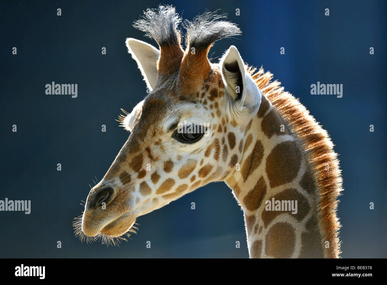 Somali Giraffe or Reticulated Giraffe (Giraffa camelopardalis reticulata), young, 2 weeks old, portrait Stock Photo