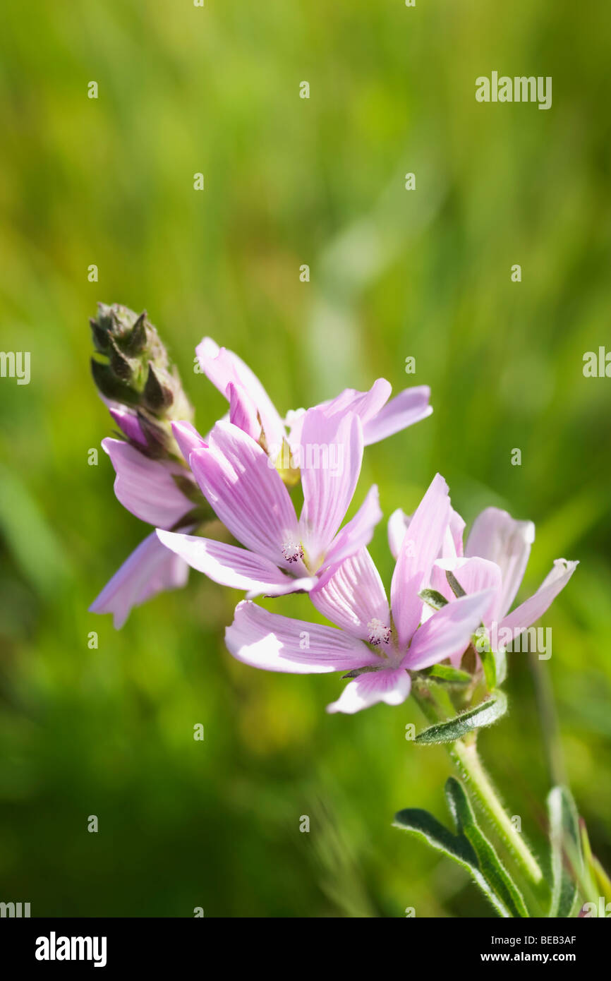Beauty in nature flower hi-res stock photography and images - Alamy
